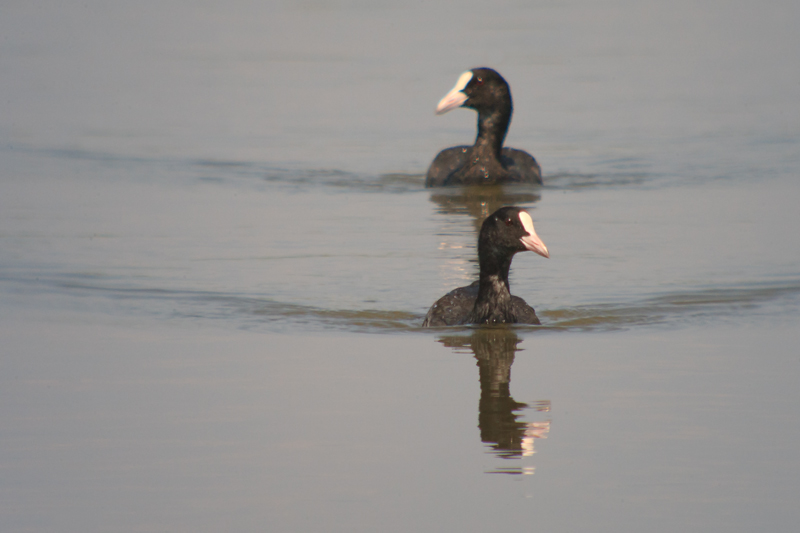 Fotja vulgar (Fulica atra).