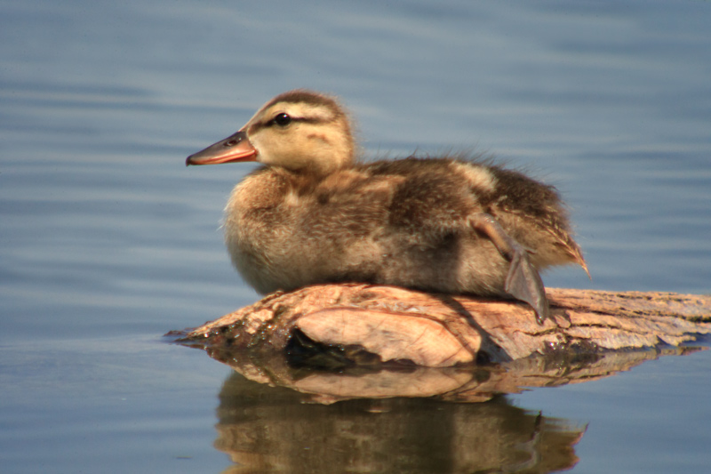 Juvenil d'Ànec collverd (Anas platyrhynchos)