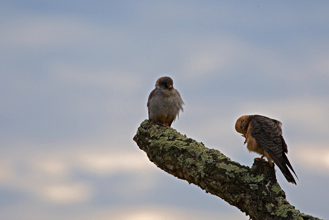 Falcó camarroig (Falco vespertinus)