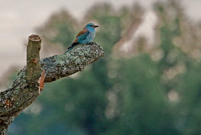 Gaig Blau ( Coracias garrulus )