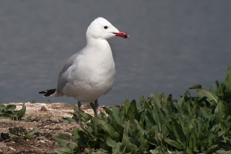 Gaviota de Audouin (Larus audouinii)