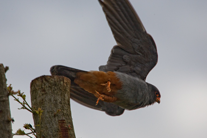 Falcó camarroig (Falco vespertinus)