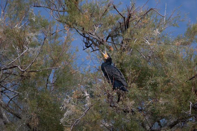 Corb marí gros ( Phalacrocorax carbo )