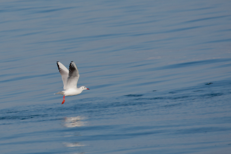 Gavina riallera. (Larus ridibundus)