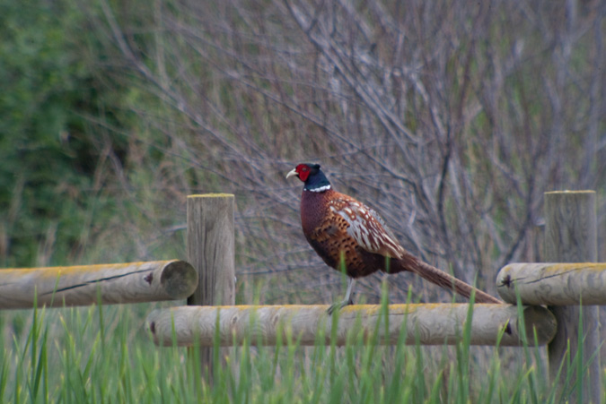 Faisà (Phasianus colchicus)