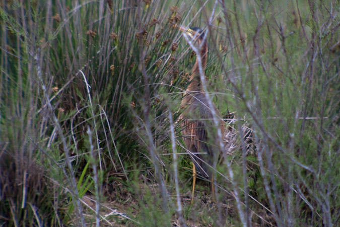 Agró roig (Ardea purpurea)