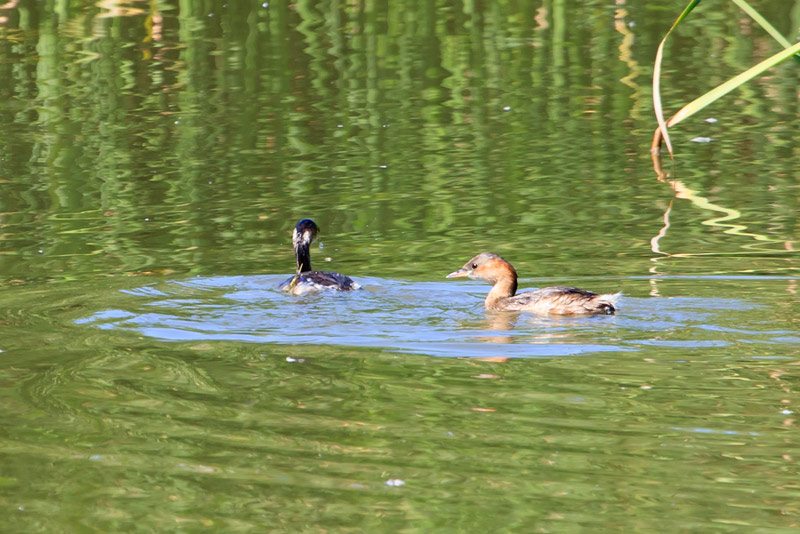 Cabussó collnegre (Podiceps nigricollis)