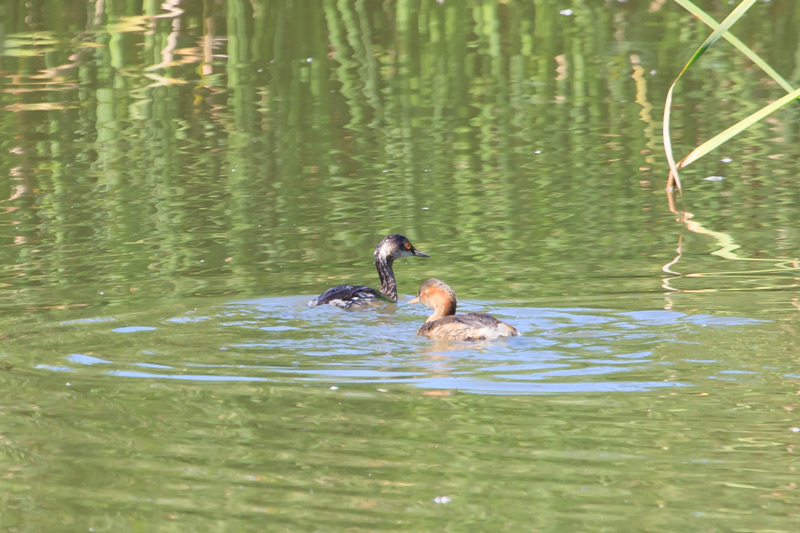 Cabussó collnegre (Podiceps nigricollis)