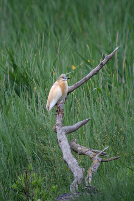 Martinet ros (Ardeola ralloides) 1de3