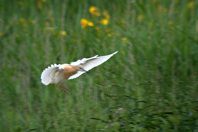 Martinet ros (Ardeola ralloides) 3de3