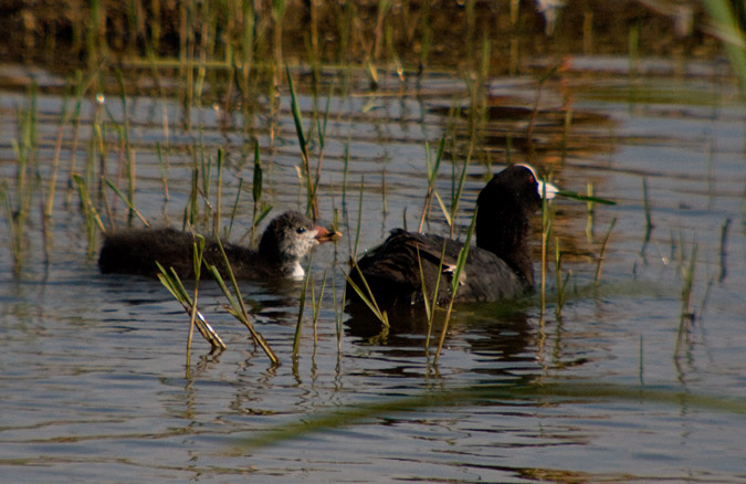 Fotja vulgar (Fulica atra)