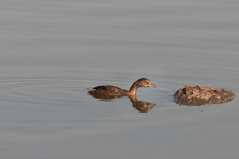 Cabusset (Tachybaptus ruficollis)