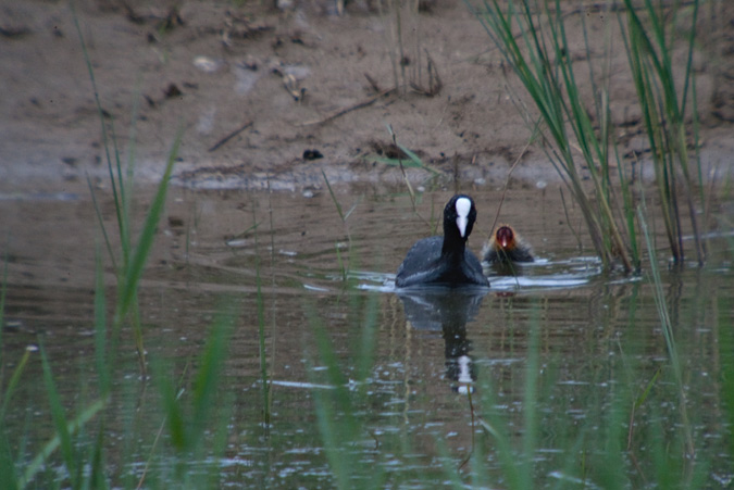 Fotja (Fulica atra) 3de3