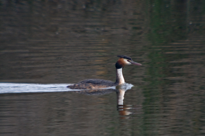 Cabussó emplomallat (Podiceps cristatus)