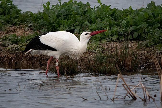 Cigonya (Ciconia ciconia)