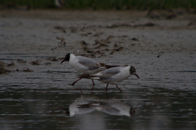 Gavina vulgar (Larus ridibundus)