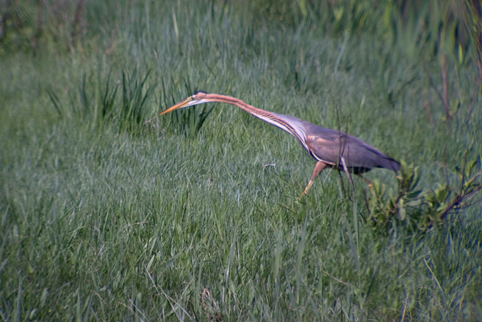 Agró roig (Ardea purpurea) 2de4