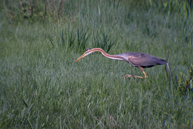 Agró roig (Ardea purpurea) 3de4