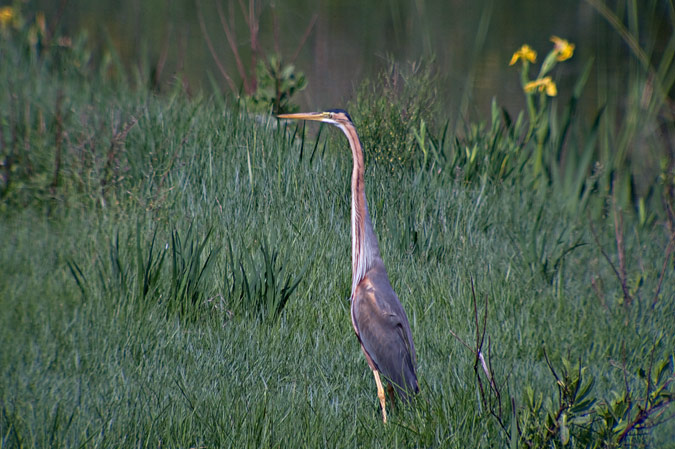 Agró roig (Ardea purpurea) 1de4