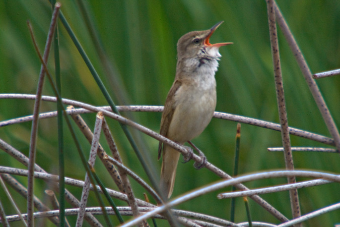 Balquer (Acrocephalus arundinaceus)