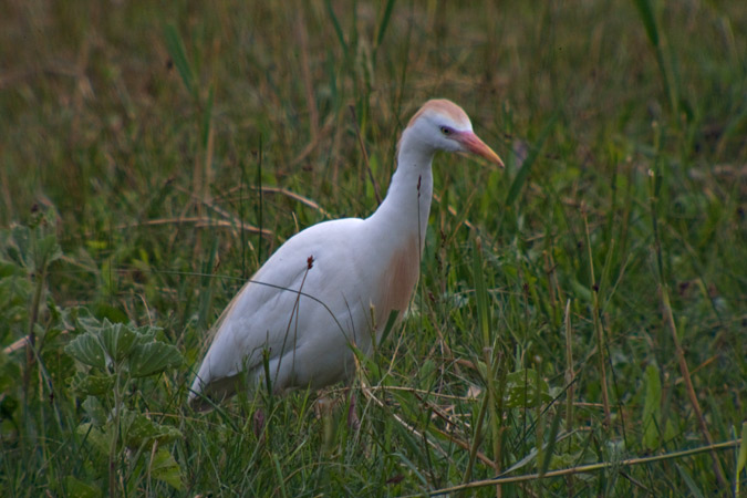 Esplugabous (Bulbucus ibis)