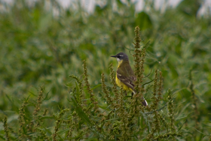 Cuereta groga (Motacilla flava)