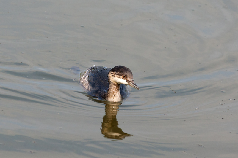 Cabussó collnegre (Podiceps nigricollis)