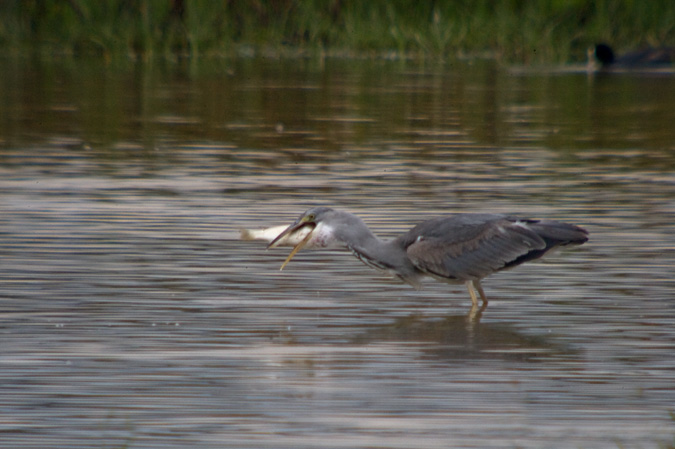 Bernat pescaire (Ardea cinerea) 4de6