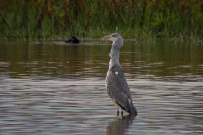 Bernat pescaire (Ardea cinerea) 6de6