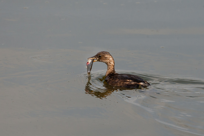 Cabusset (Tachybaptus ruficollis)