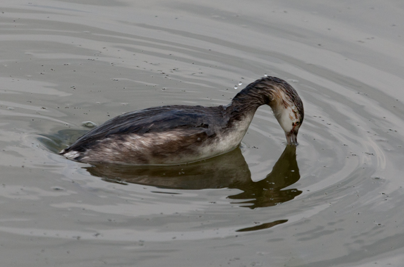 Cabussó collnegre (Podiceps nigricollis)