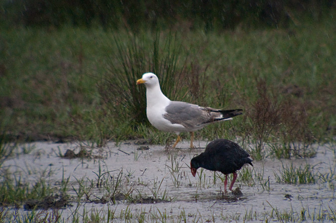 Polla blava (Porphyrio porphyrio) 3de8