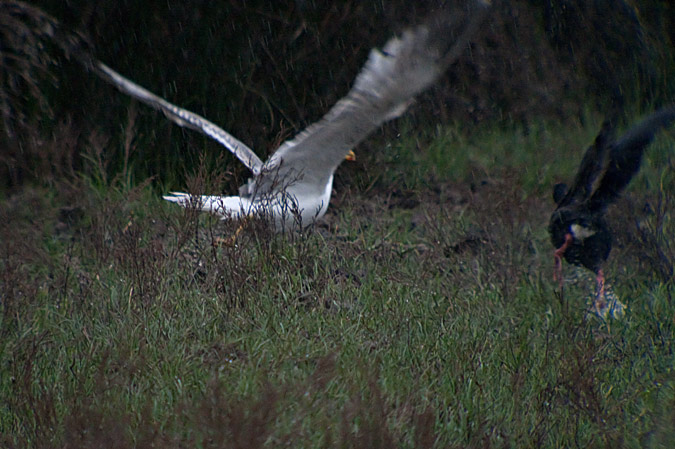 Polla blava (Porphyrio porphyrio) 8de8