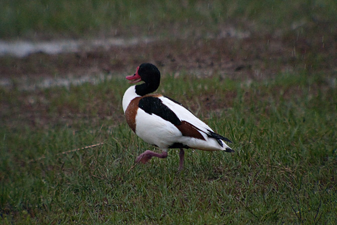 Ànec blanc (Tadorna tadorna)