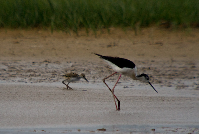 Cames llargues (Himantopus himantopus)