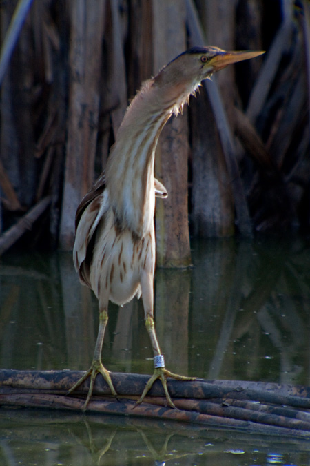 Martinet menut (Ixobrychus minutus) 4de4