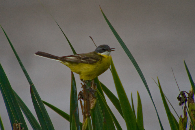 Cuereta groga (Motacilla flava)