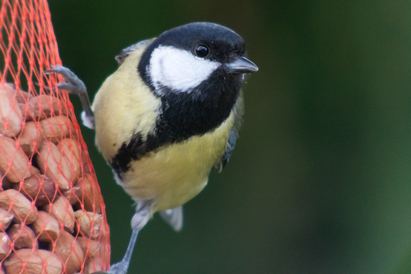 Mallarenga carbonera (Parus major)