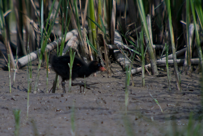 Polla d'aigua (Gallinuga chloropus)