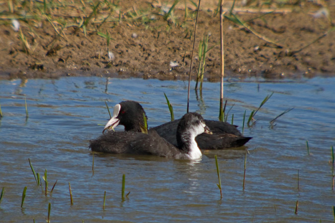 Fotja vulgar (Fulica atra)