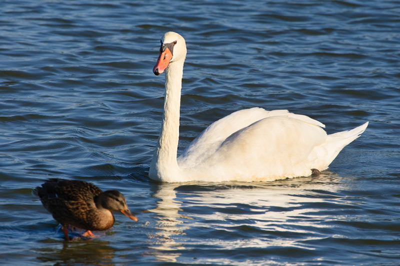 Cigne mut (Cygnus olor)