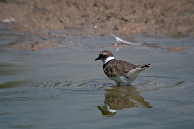 Corriol petit (Charadrius dubius)