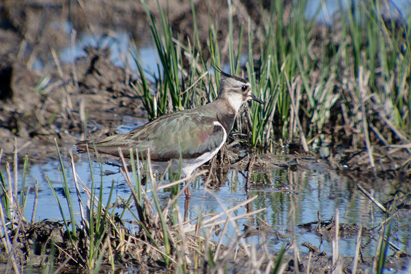 Fredeluga (Vanellus vanellus)