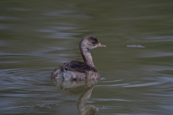 Cabusset (Tachybaptus ruficollis)