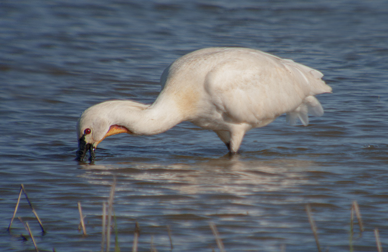 Bec planer (Platalea leucorodia)