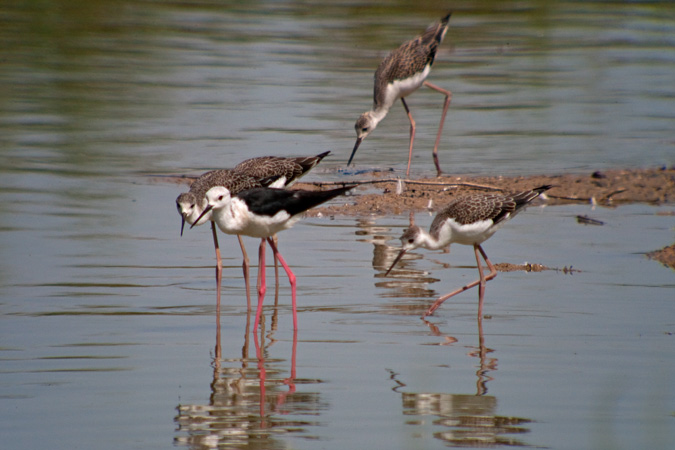 Cames llargues (Himantopus himantopus)