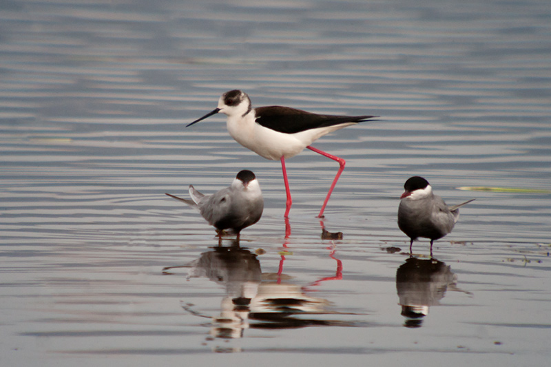 Cames llargues (Himantopus himantopus)