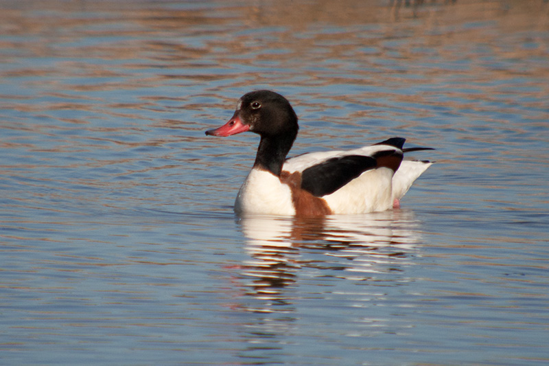 Ànec blanc (Tadorna tadorna)