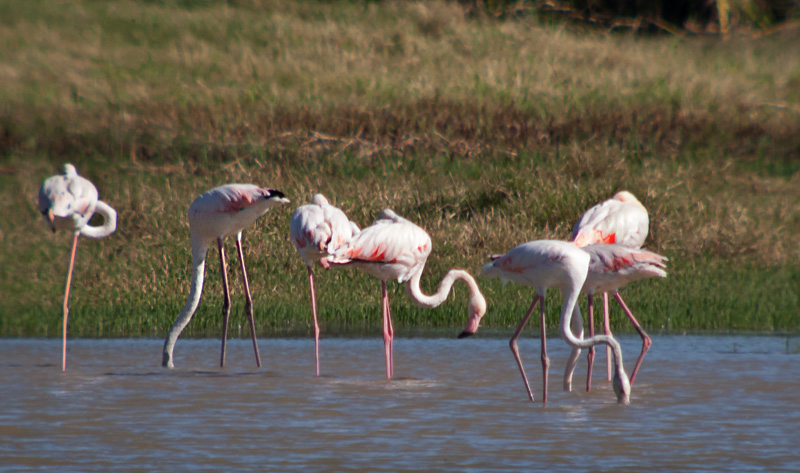 Flamenc (Phoenicopterus ruber)