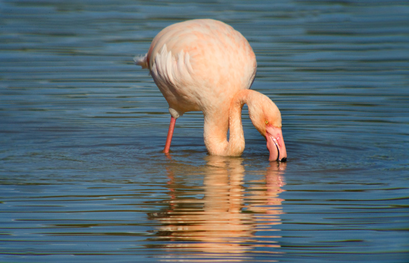 Flamenc (Phoenicopterus ruber)